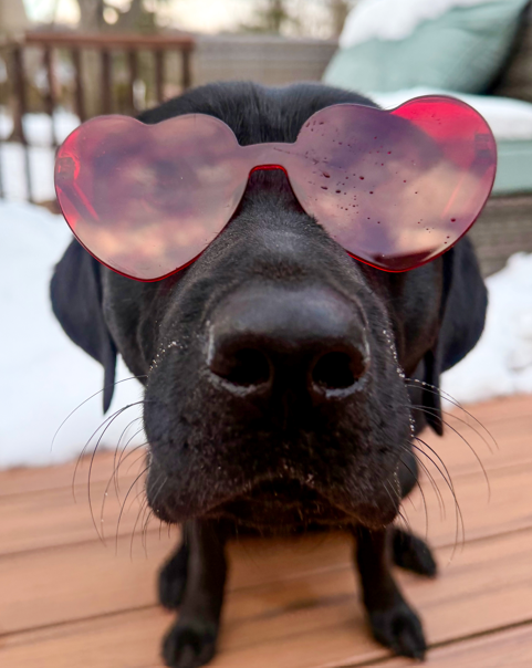 Rasha, a black Labrador retriever, sits outdoors wearing pink heart-shaped sunglasses, posing on a wooden deck with Valentine's Day flair.
