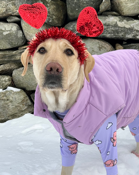 Raspberry, a yellow Labrador retriever, stands outdoors in the snow wearing a purple outfit and a red Valentine's Day heart headband, posing in front of a stone wall.