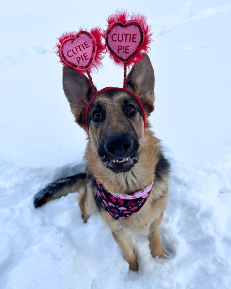 Phantom, a German Shepherd, sits in the snow wearing a Valentine's Day bandana and a red headband with heart-shaped 'Cutie Pie' antennae.