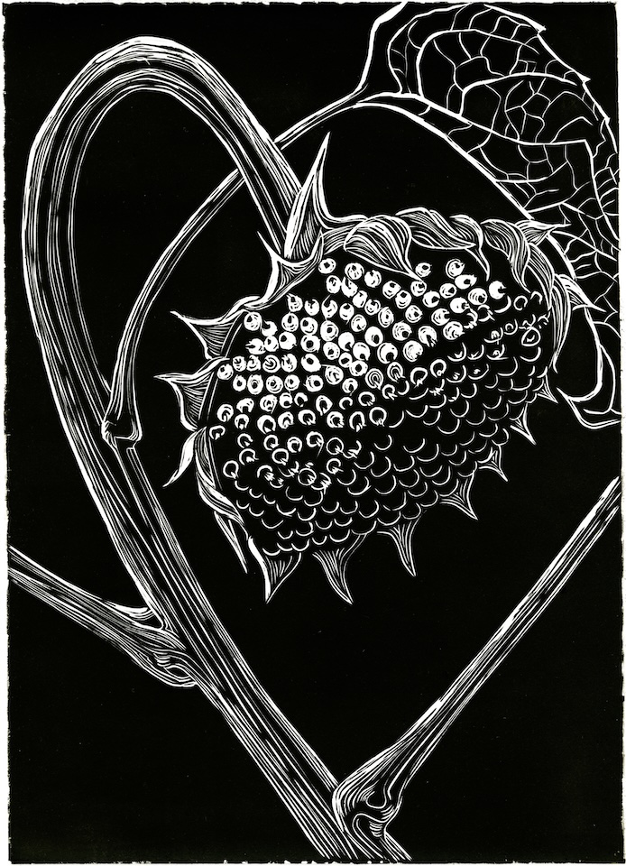 Black and white image of a dropping sunflower - "Bowing Sunflower" by Lindsay Twa