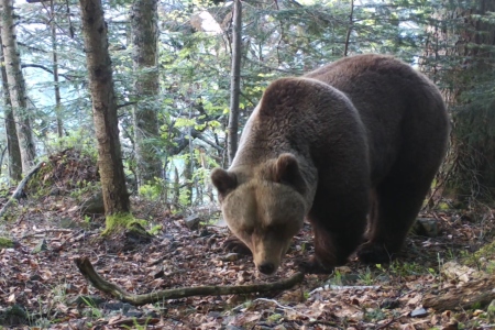 Ours en Haut-Béarn