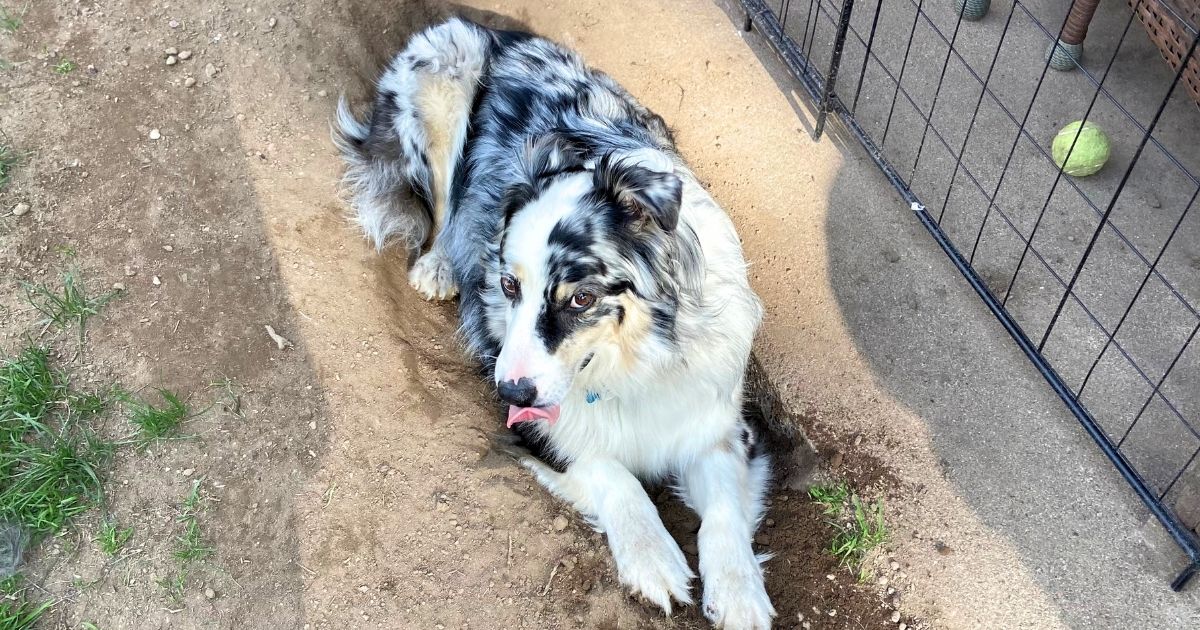  Doug 