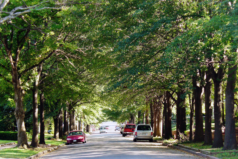 Street Trees