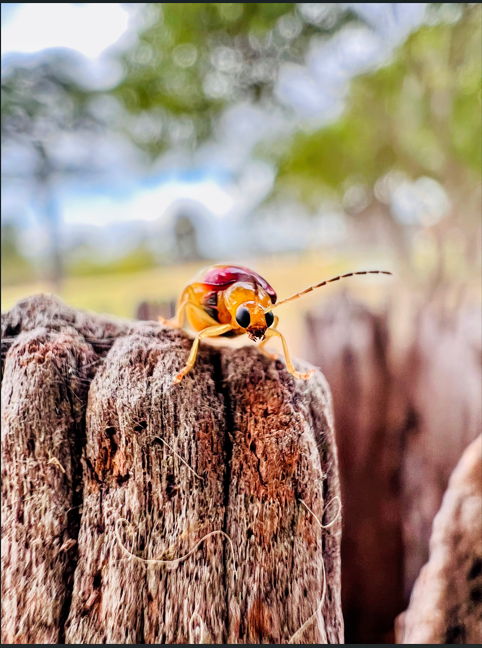 Mr. Bug