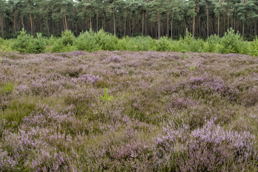 Rovertsche heide