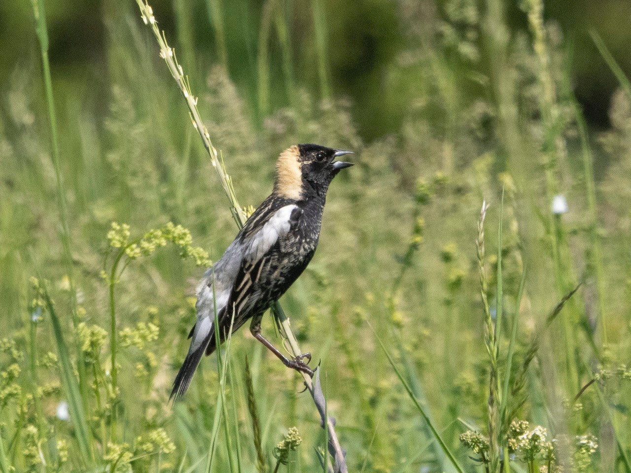 Bobolink at Edith Wharton Park. Photo courtesy of John Felton.