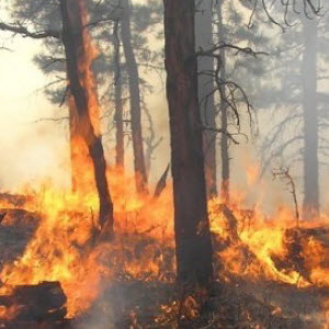  Šumski i drugi požari 