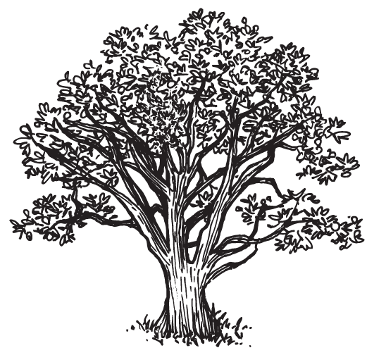 A black and white image of a tree with multiple branches with leaves.