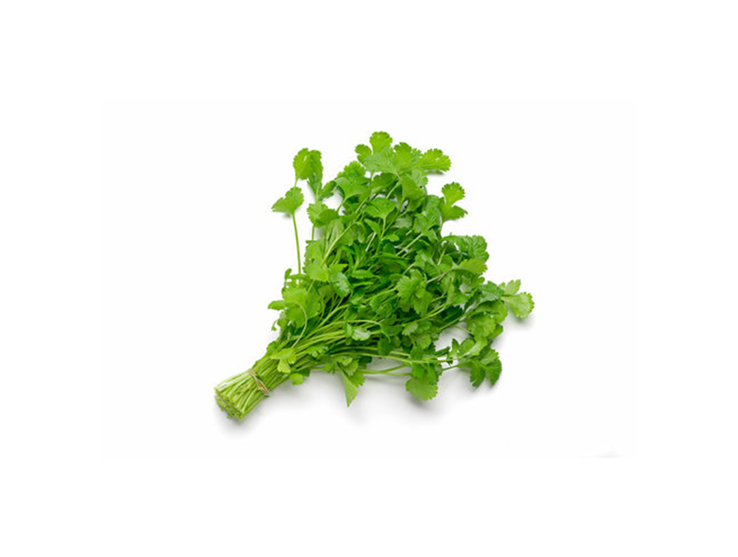  Cilantro 