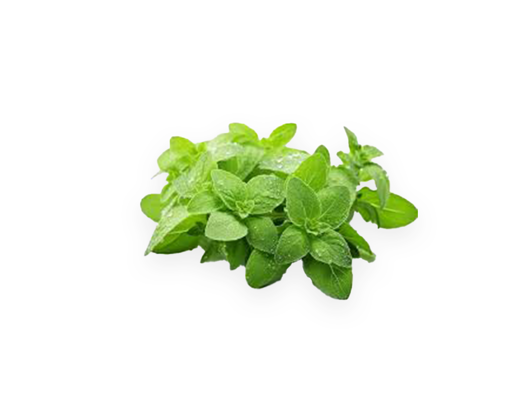  Oregano 