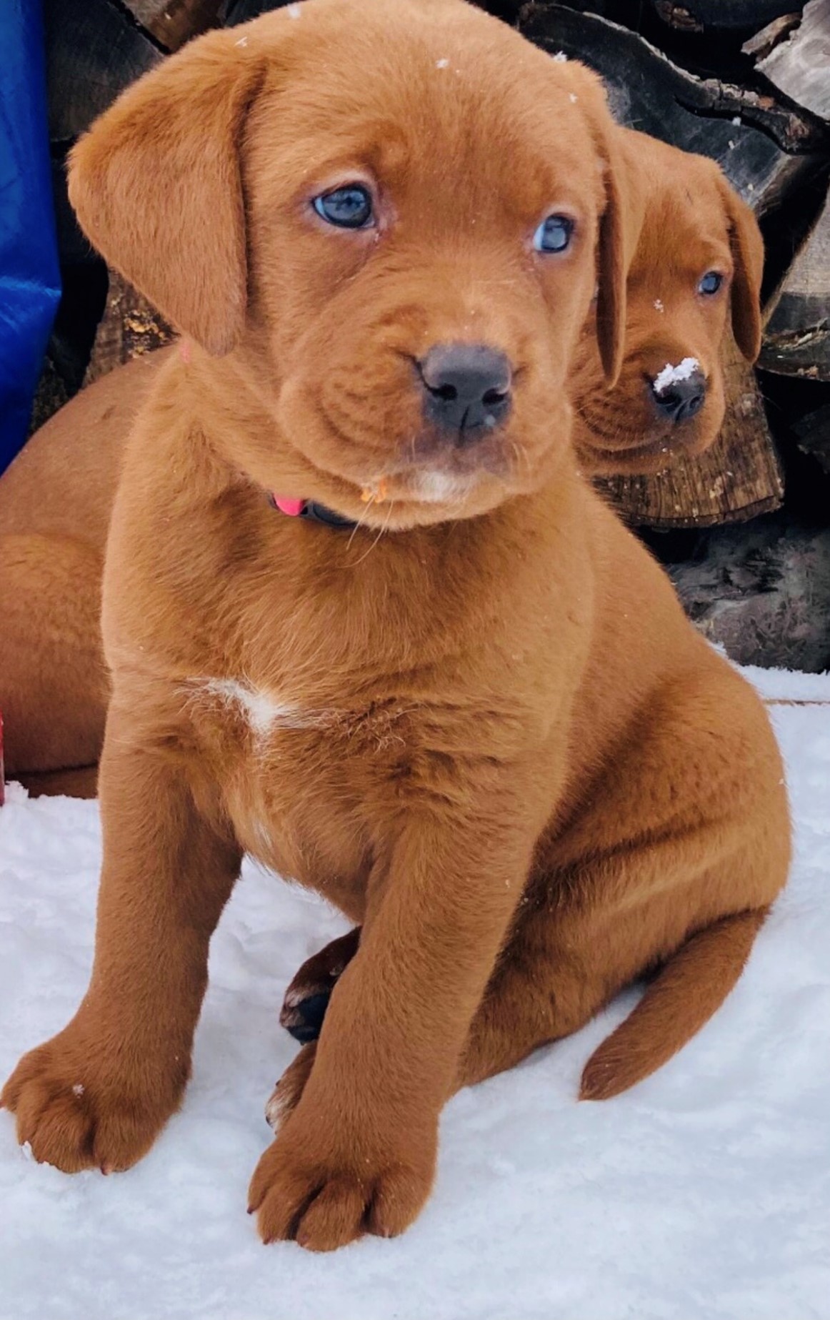 Brown Lab