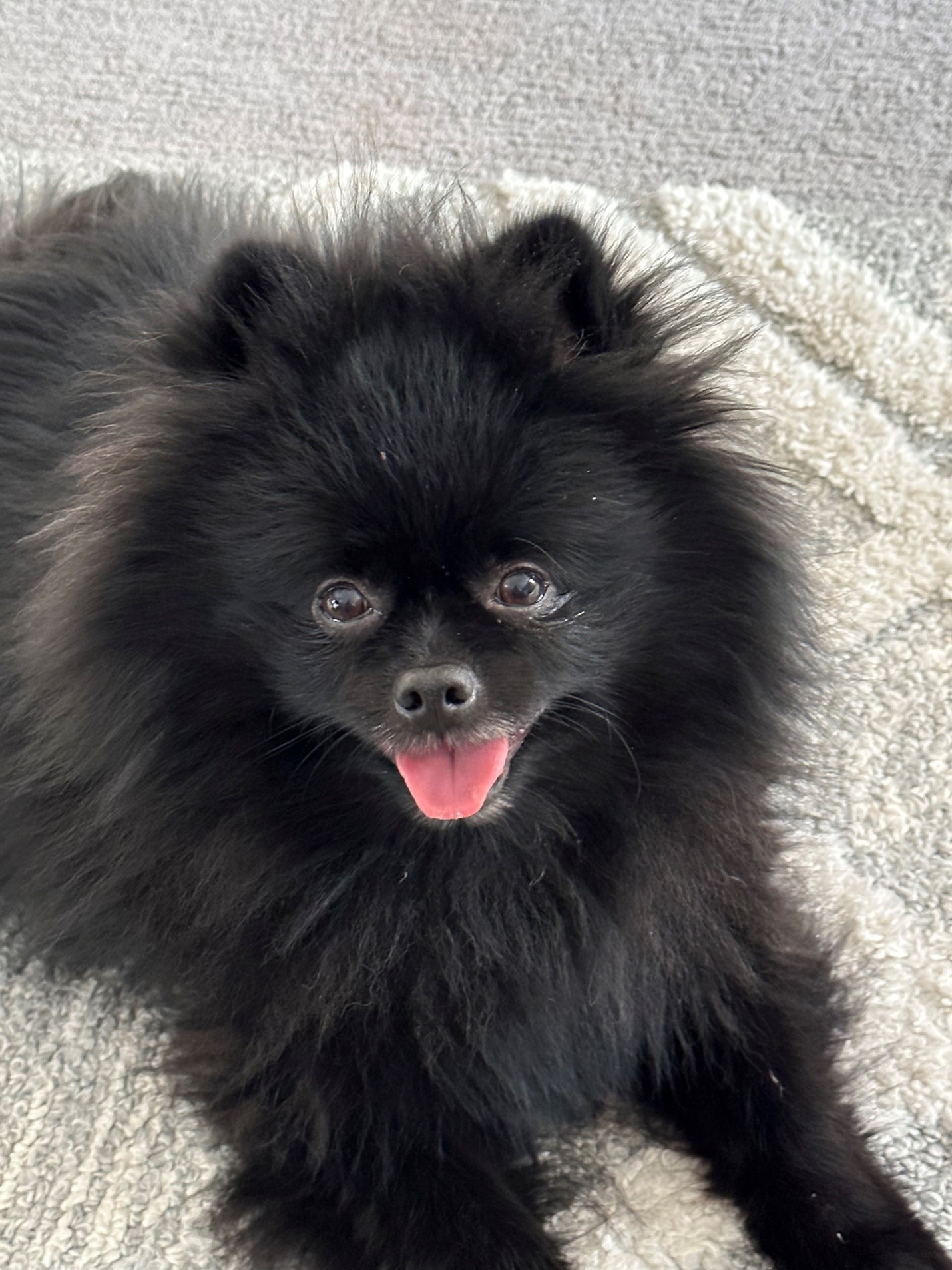 Black Pomeranian