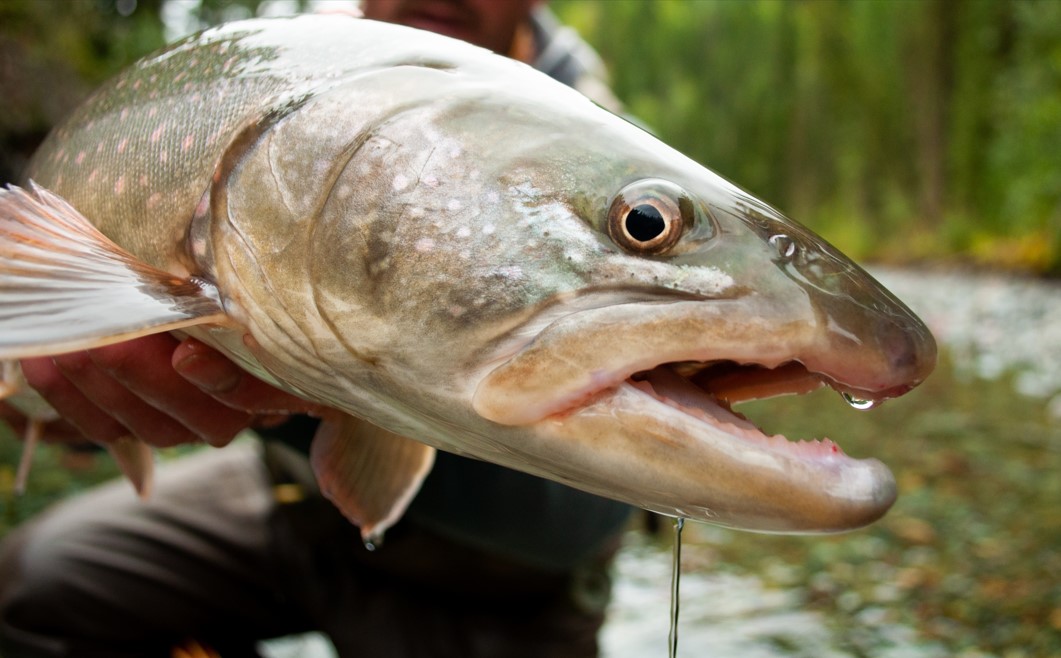 Montana bull trout