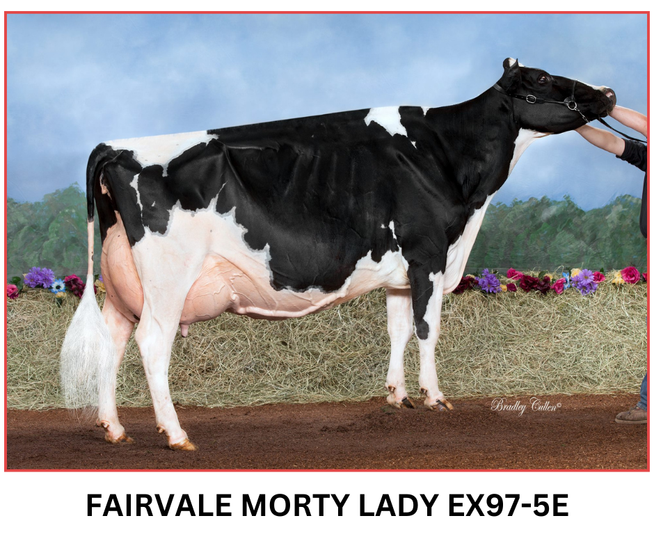Fairvale Morty Lady 51 EX97-5E