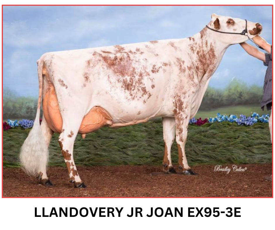 Llandovery JR Joan 982 EX95-3E