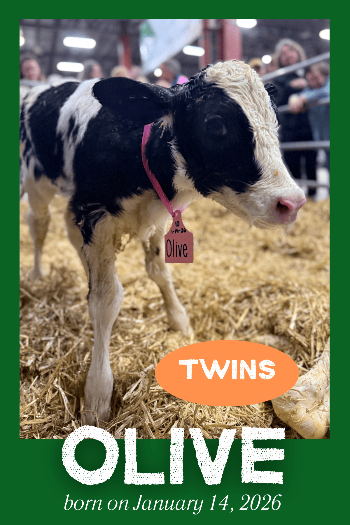 Vote for Your Favorite Calf - 2026 Calving Corner Survey