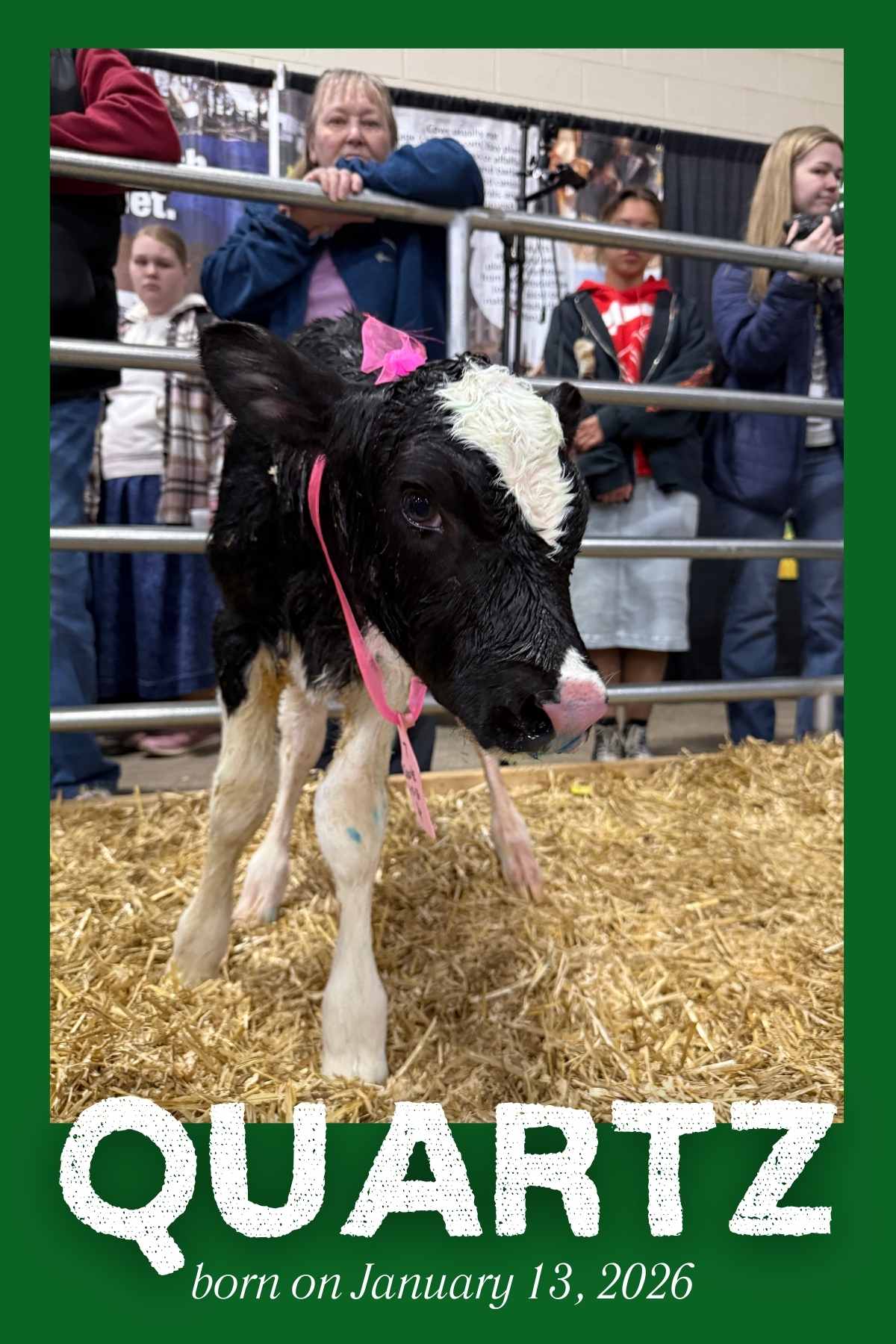 Vote for Your Favorite Calf - 2026 Calving Corner Survey