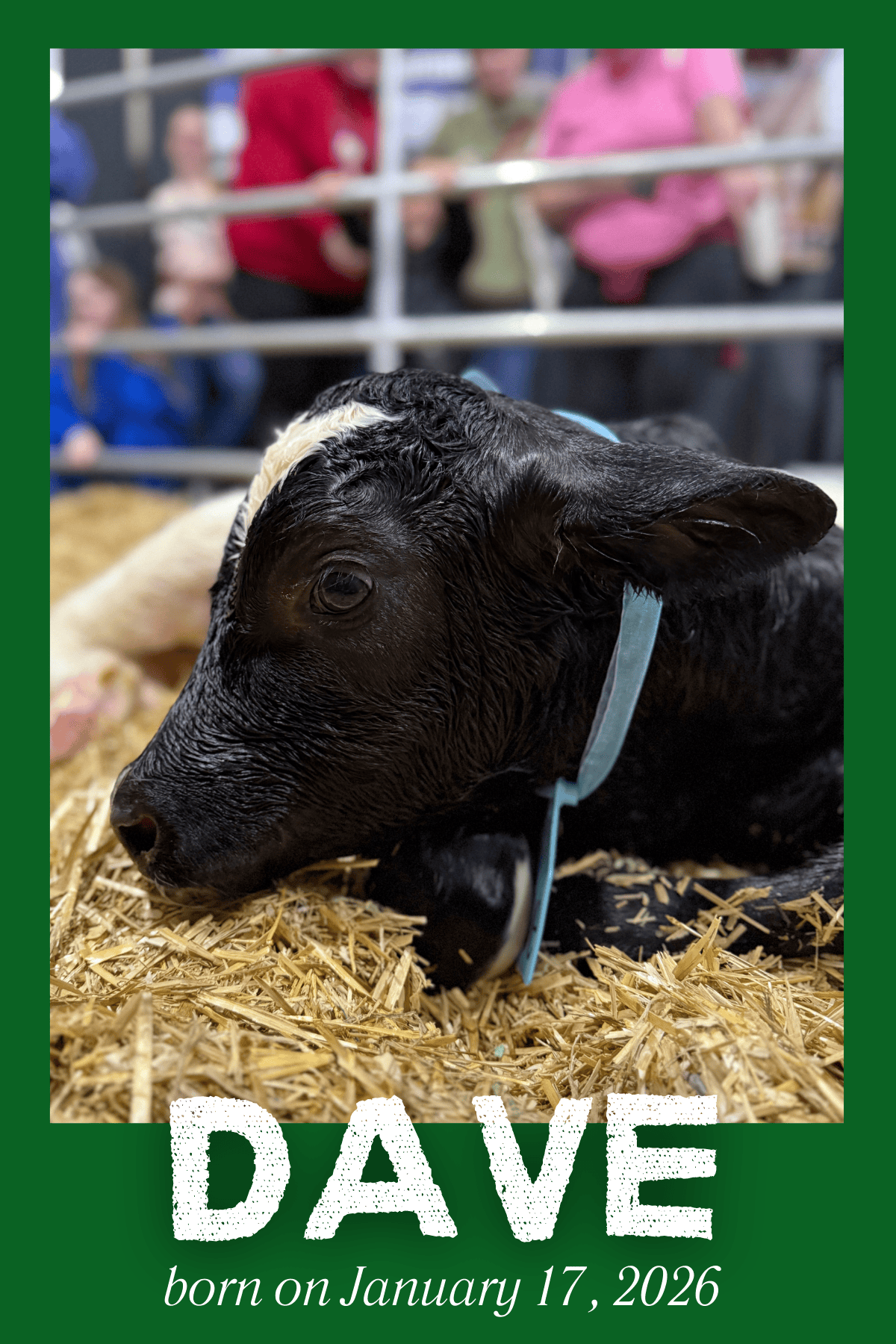 Vote for Your Favorite Calf - 2026 Calving Corner Survey