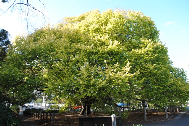  Golden Elm (South Yarra) 