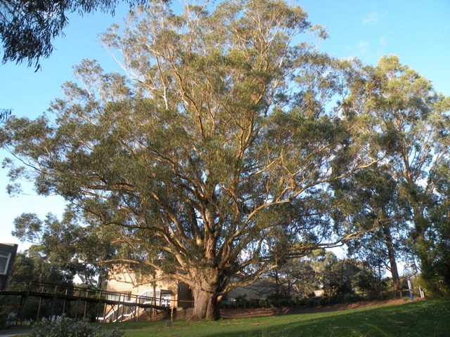  Tasmanian Blue Gum (Mt Helen) 