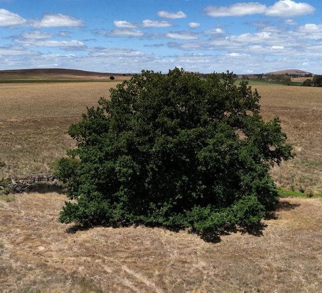  Algerian Oak (Kingston) 