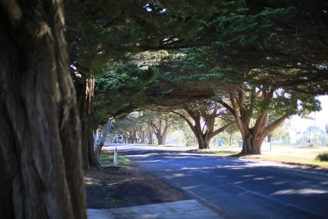  Golden Cypress (Cowes) 