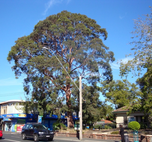  Apple Myrtle (Ashburton) 