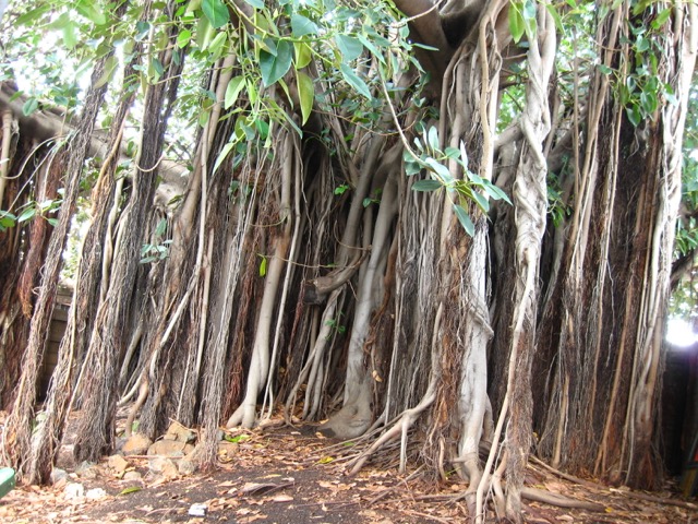  Moreton Bay Fig (Windsor) 