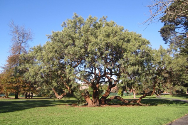  African Sumac (Camberwell) 