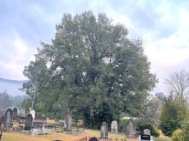  Himalayan Oak (Bright) 