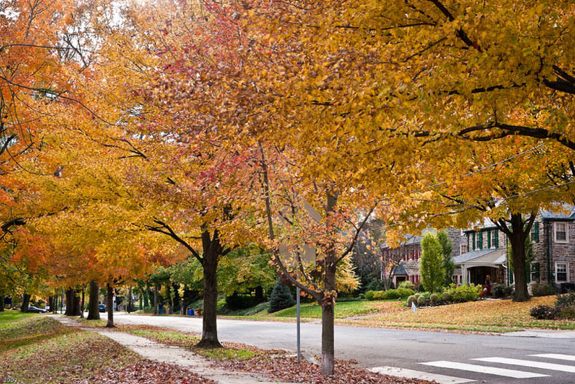  Space dedicated to large trees along the corridor 