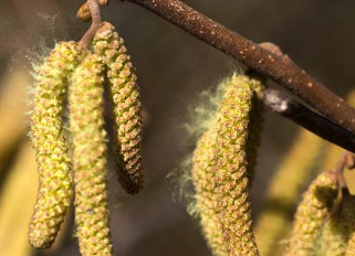  Allergiën 