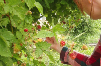  Eetbare beplanting/ plukken 