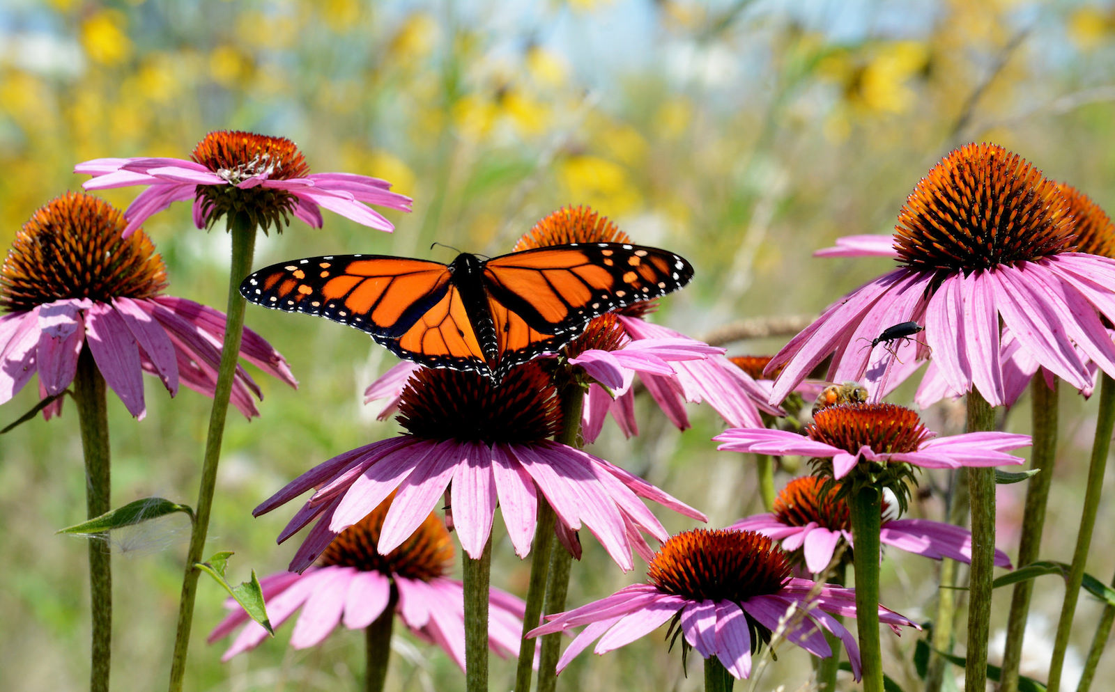  Additional Naturalized Plantings 