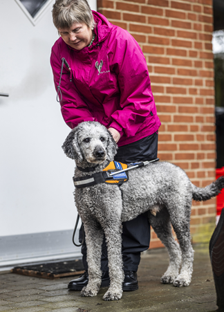 Silver en en lysegrå storpuddel. Her står han foran Anja, som lige har givet ham sin førerhundebøjle på.