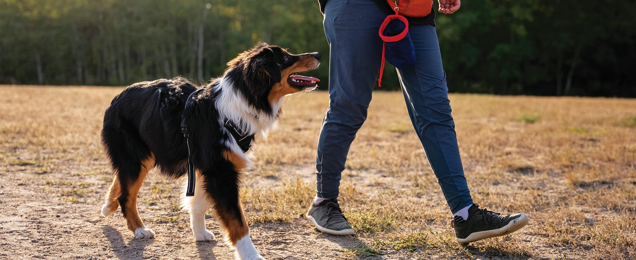 Image of a person walking a dog 