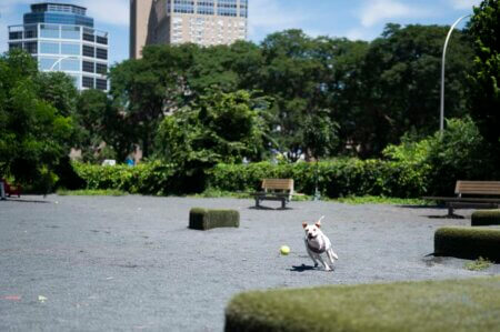  Off-leash Dog Park 