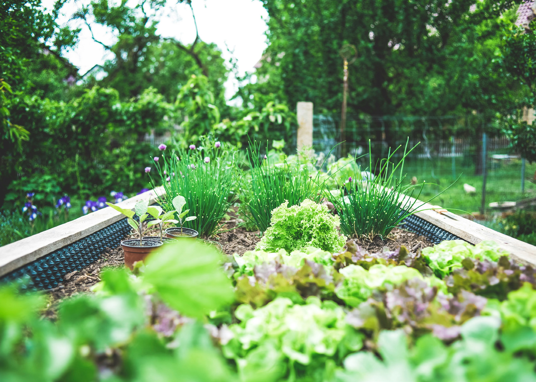 A raised garden bed with thriving vegetables.