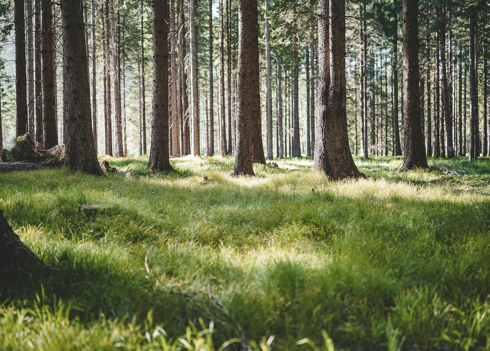 A forest floor view of tall pine trees.