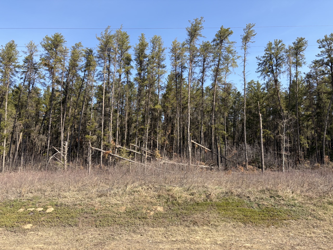 Trees broken by a windstorm