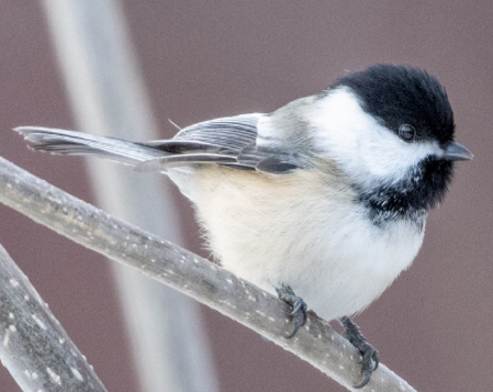 Black-capped Chickadee