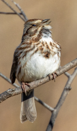 Song Sparrow