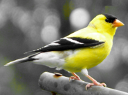 American Goldfinch