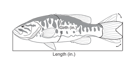 <strong>Measuring the fish</strong>