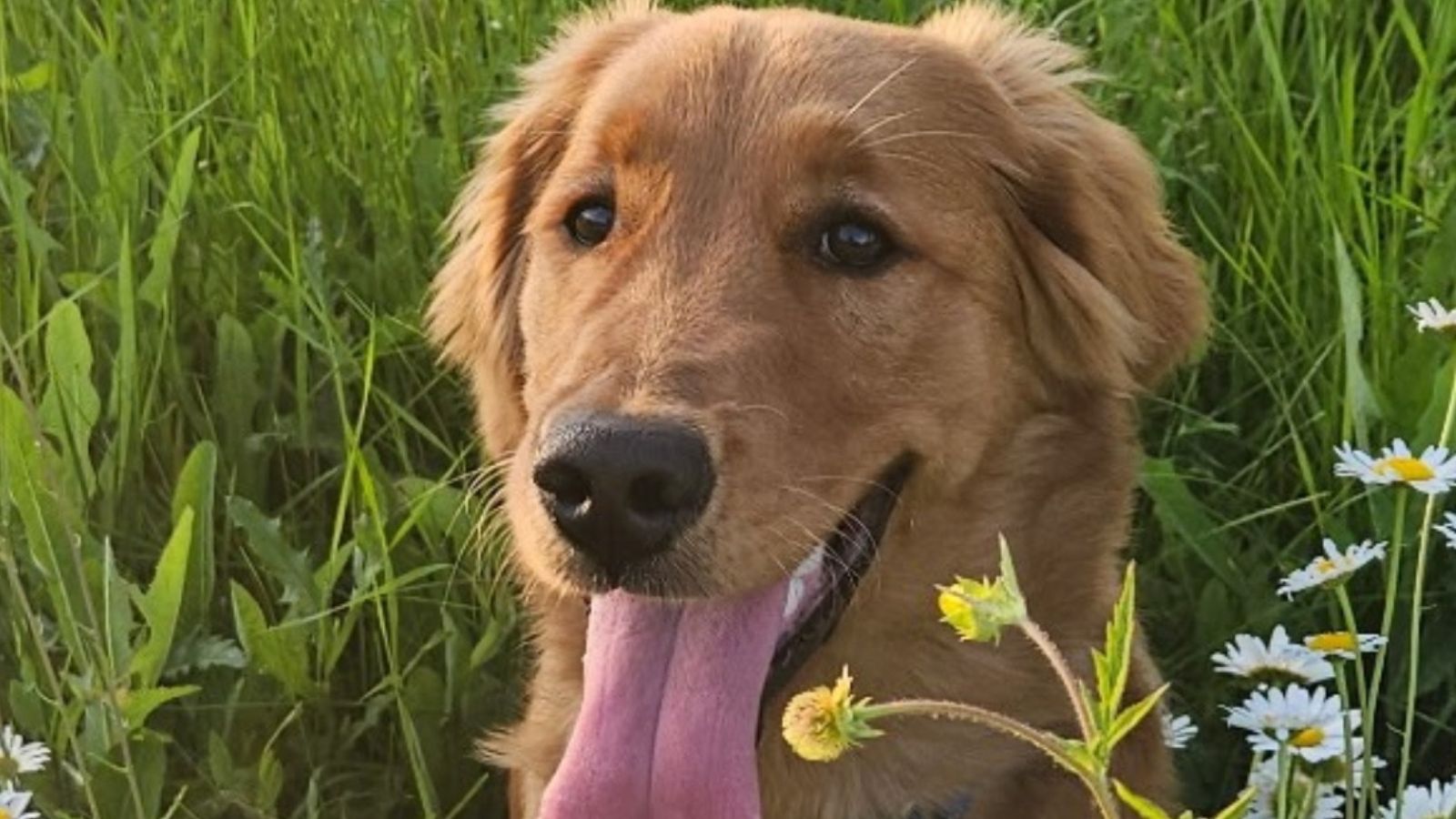  Cooper 
