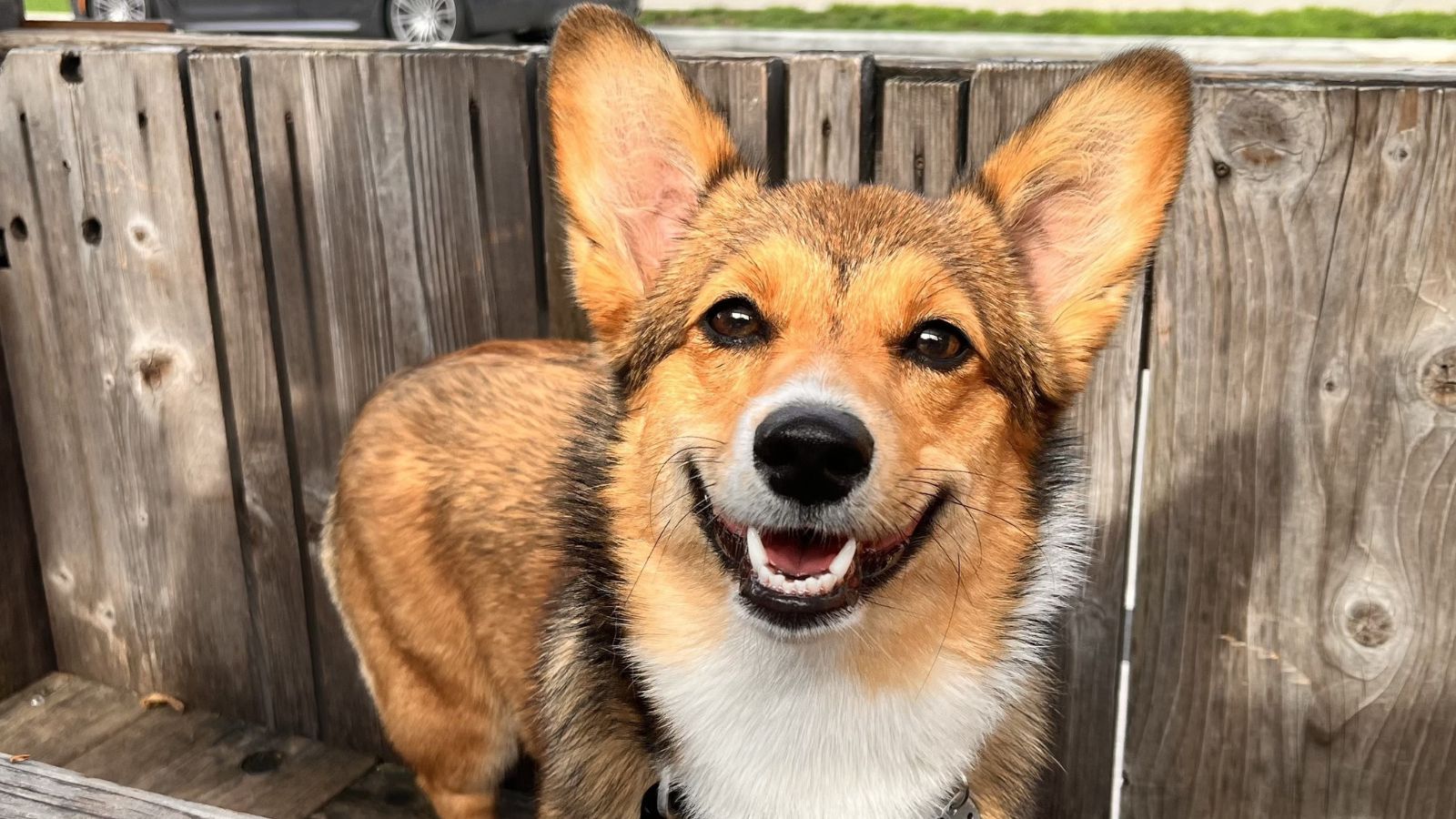  Cheddar 