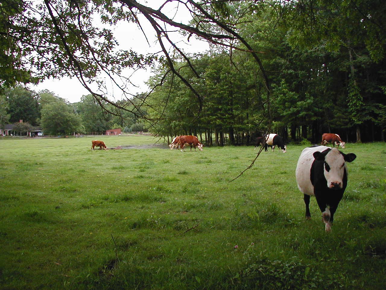 Sheffield Cows
