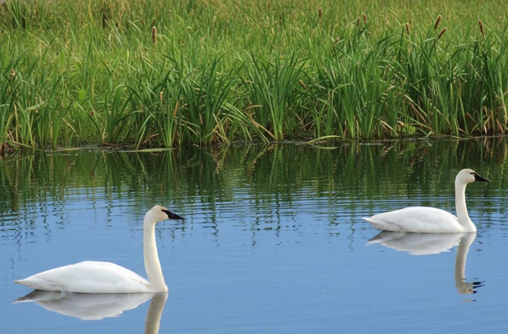 A trumpeter swan and tundra swan swimming together. Image credit avianreport.com