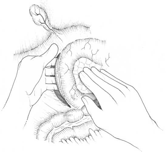 Observe la siguiente imagen (2):