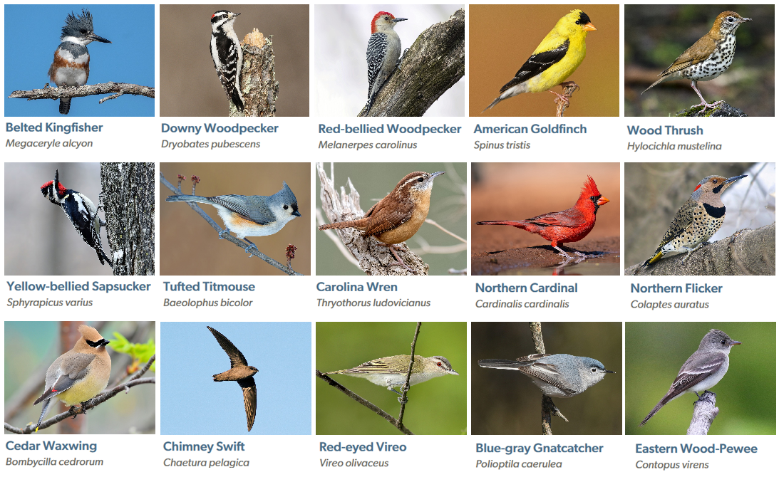 Bird names and photos